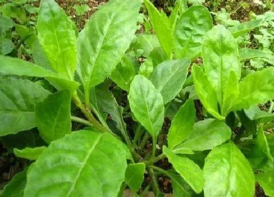 植物产地|三七原产地在哪里