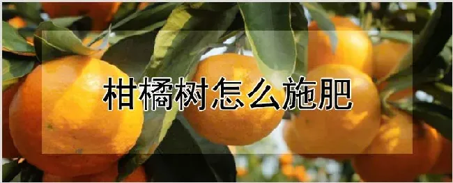 柑橘树怎么施肥 | 种植资料