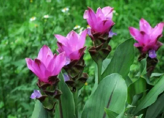 植物百科|生姜开花民间说法（生姜开的花什么样子，有什么寓意兆头）