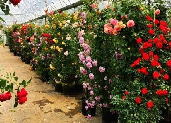 盆景|藤本月季花盆栽用多大的盆