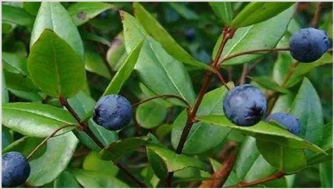 桃金娘的种植注意什么 | 养殖技术