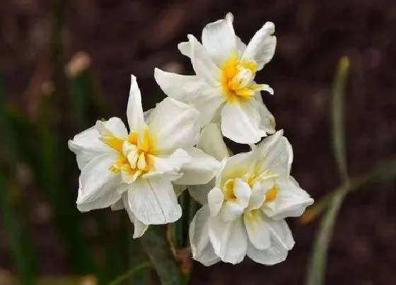 花语|水仙花语及代表意义