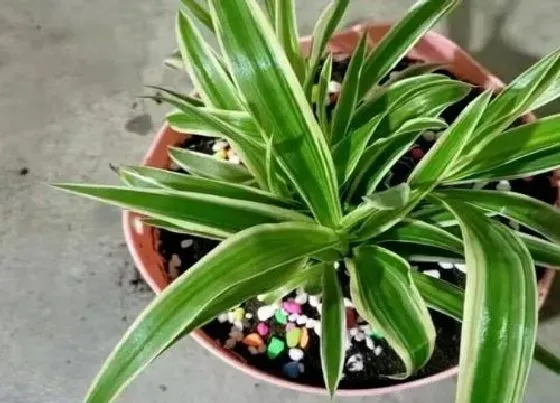 植物毒性|吊兰花有毒吗 可以放在室内养吗