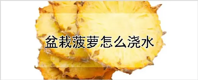 盆栽菠萝怎么浇水 | 养殖技术