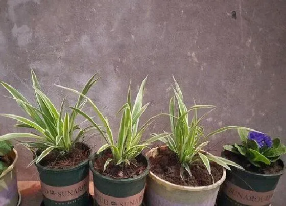 植物毒性|吊兰花有毒吗 可以放在室内养吗