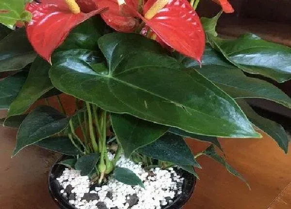 植物换土|火鹤怎么换土换盆