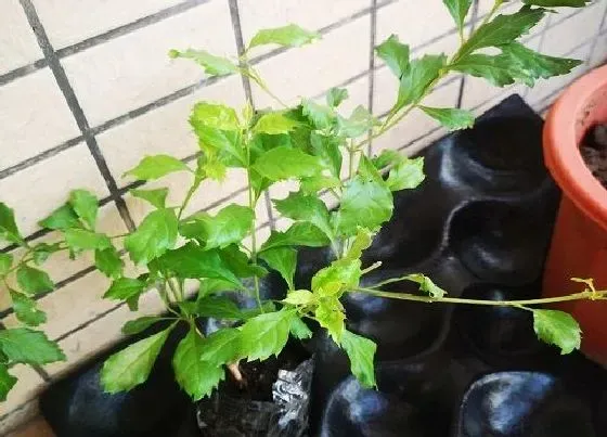 植物百科|零下10度冻不死的花卉有哪些