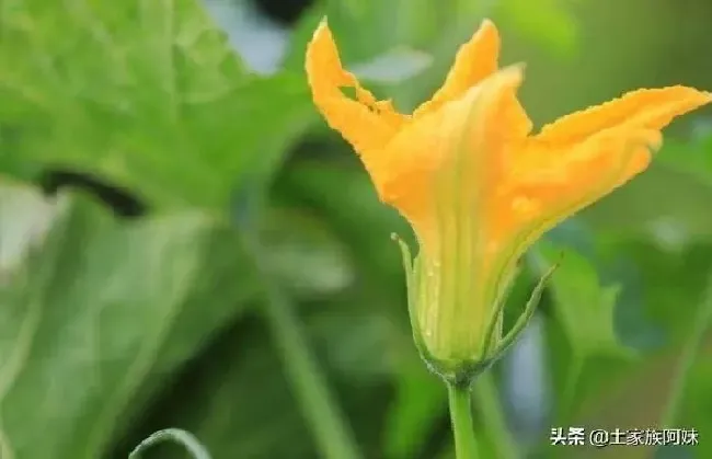 植物百科|秋天有什么野菜可以挖 （农村地里挖的乡间野菜是什么菜）