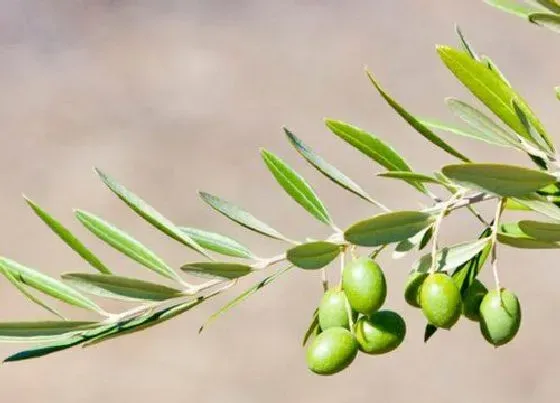 种植管理|橄榄几年结果实