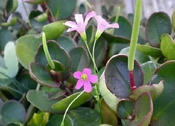 植物百科|青叶碧玉开花吗 开花是什么样子