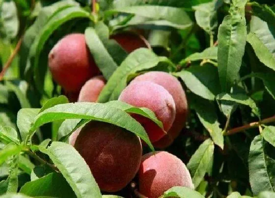 果实成熟|冬桃什么时候成熟上市