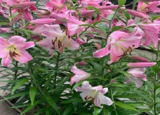 植物毒性|百合花花香味有毒吗