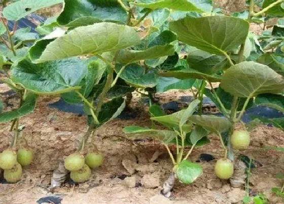 种植管理|猕猴桃几月份种植合适