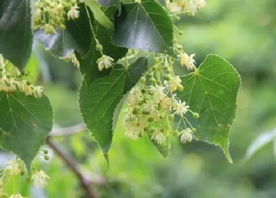 植物种类|椴木是什么树 属于什么种类树木