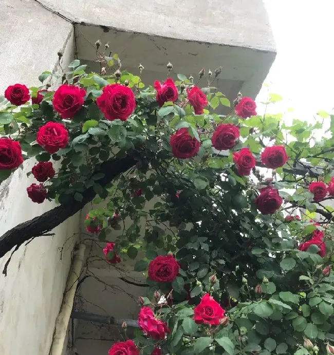 植物百科|软香红月季优缺点特征（耐阴耐晒藤本软香红在广东长多高）