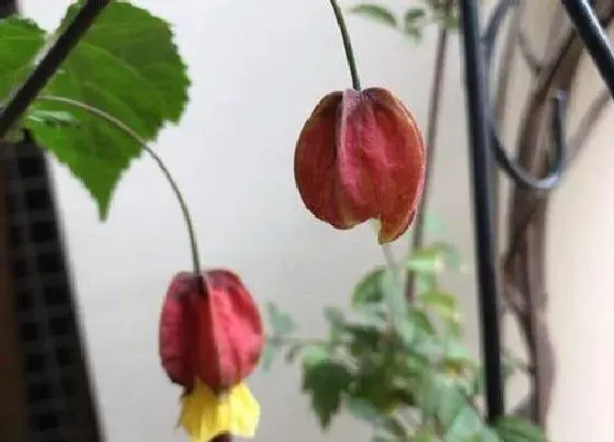 植物繁殖|宫灯花怎么繁殖方法和注意事项