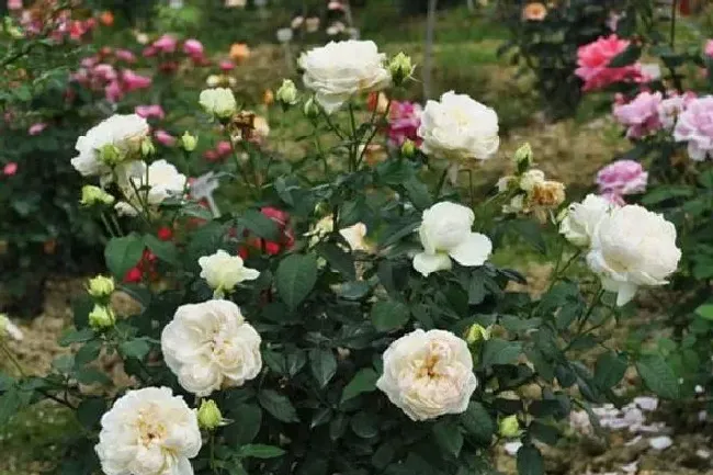 植物种类|丰花月季有哪些品种（大花浓香丰花又耐寒月季品种介绍）