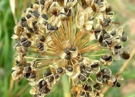 植物百科|韮菜有种子吗