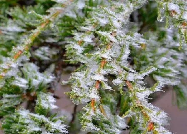 植物移栽|雪松什么时候移栽最好