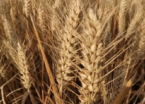 喷药|小麦拌种用什么药好（小麦治蚜虫纹枯病用什么拌种剂）