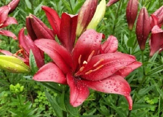 植物香味|重瓣百合有香味吗 对人体有害吗