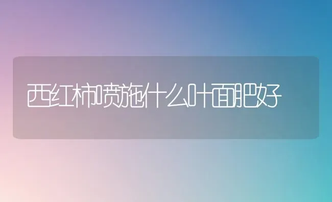 西红柿喷施什么叶面肥好 | 蔬菜种植