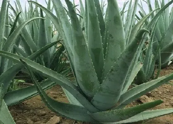 叶子|芦荟的叶子像什么样子