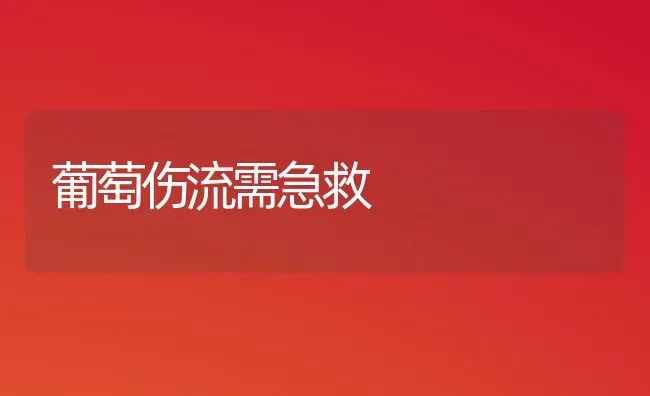 葡萄伤流需急救 | 瓜果种植