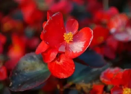 开花时间|海棠一年开几次花