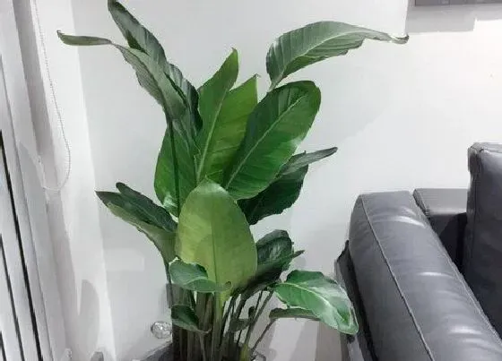 植物繁殖|鹤望兰怎么繁殖方法和注意事项