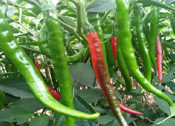 春天植物|南方春天适合种什么蔬菜（立春后南方露天栽种蔬菜表）