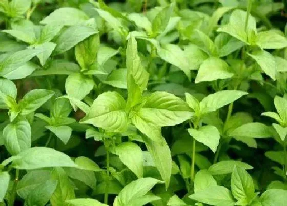 种植管理|荆芥什么季节种植合适