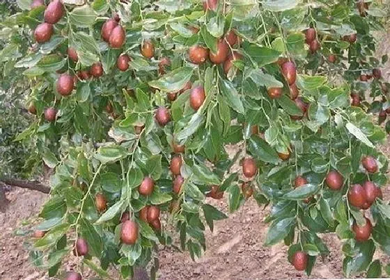 种植管理|枣树耐旱吗