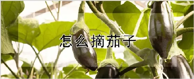 怎么摘茄子 | 耕种资料