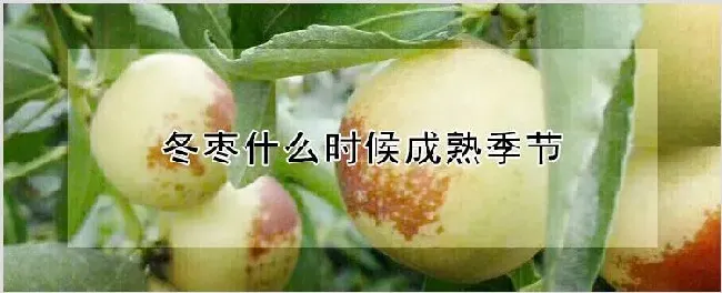 冬枣什么时候成熟季节 | 耕种资料