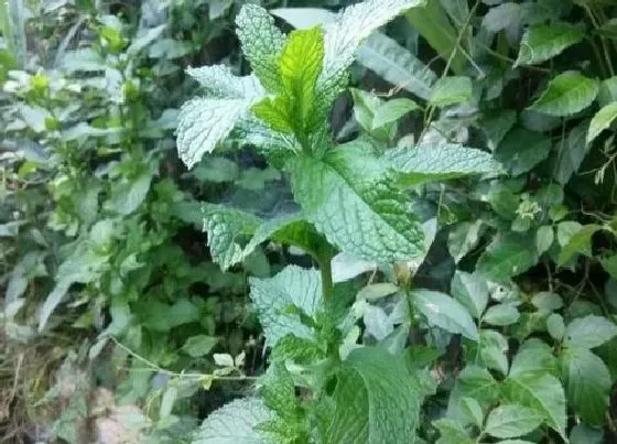植物种类|夏季花卉都有哪些品种