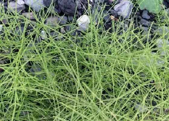 植物百科|麻黄草和节节草的区别