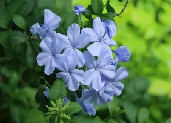 卷叶|蓝雪花叶子卷曲原因及补救处理方法