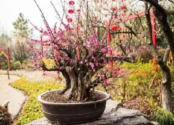 植物修剪|盆栽梅花怎么修剪方法