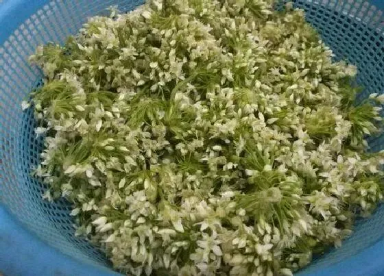 果实成熟|山韭花什么时候采摘