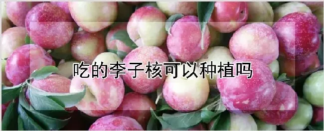 吃的李子核可以种植吗 | 耕种资料