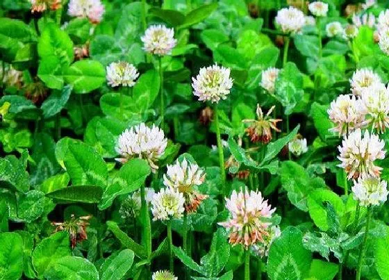 植物播种|三叶草怎么留种子