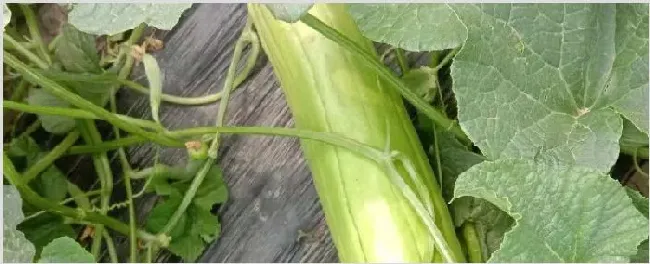 稍瓜种植时间 | 农业技术