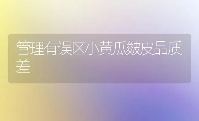 管理有误区小黄瓜皴皮品质差 | 蔬菜种植