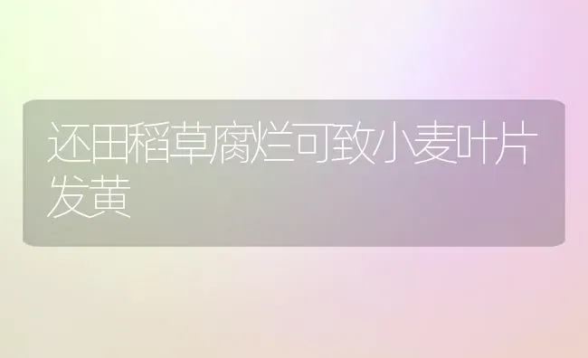还田稻草腐烂可致小麦叶片发黄 | 粮油作物种植