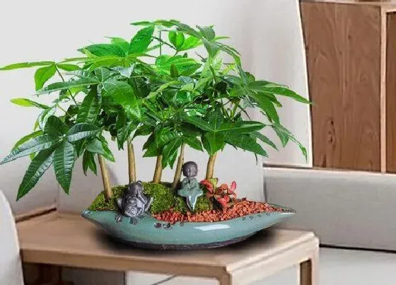 植物种类|家里招财的盆栽有哪些