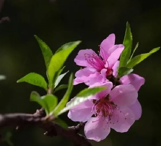 植物香味|桃花有香味吗 香味是什么味道的