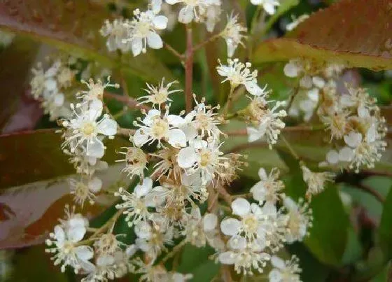 植物百科|红叶石楠会开花吗 开花图片欣赏