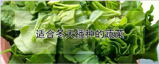 适合冬天播种的蔬菜 | 养殖技术