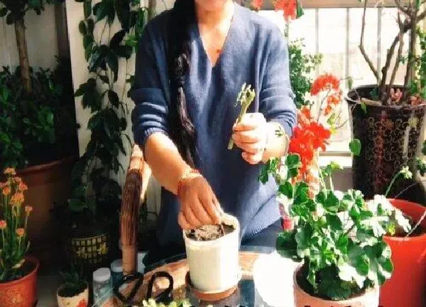 植物扦插|天竺葵几月份扦插最好
